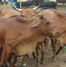 chăn nuôi trâu, bò